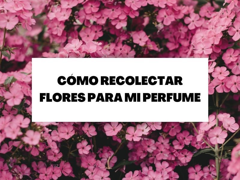 portada-recoleccion-flores